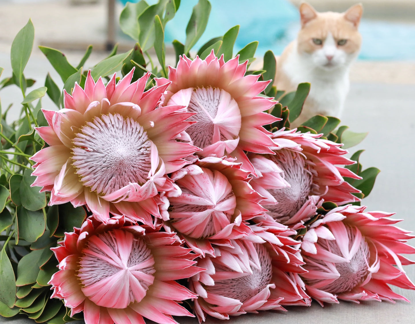 Single Stem- King Pink