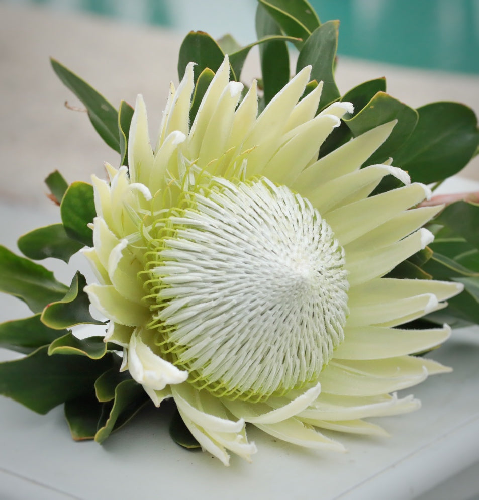 Single Stem- King White
