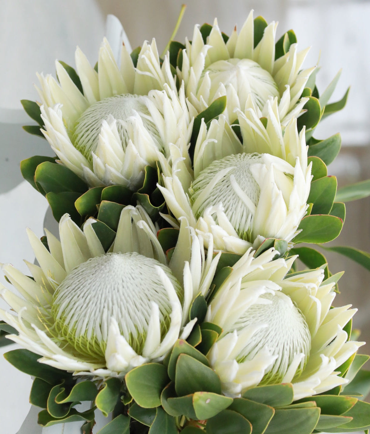 Single Stem- King White