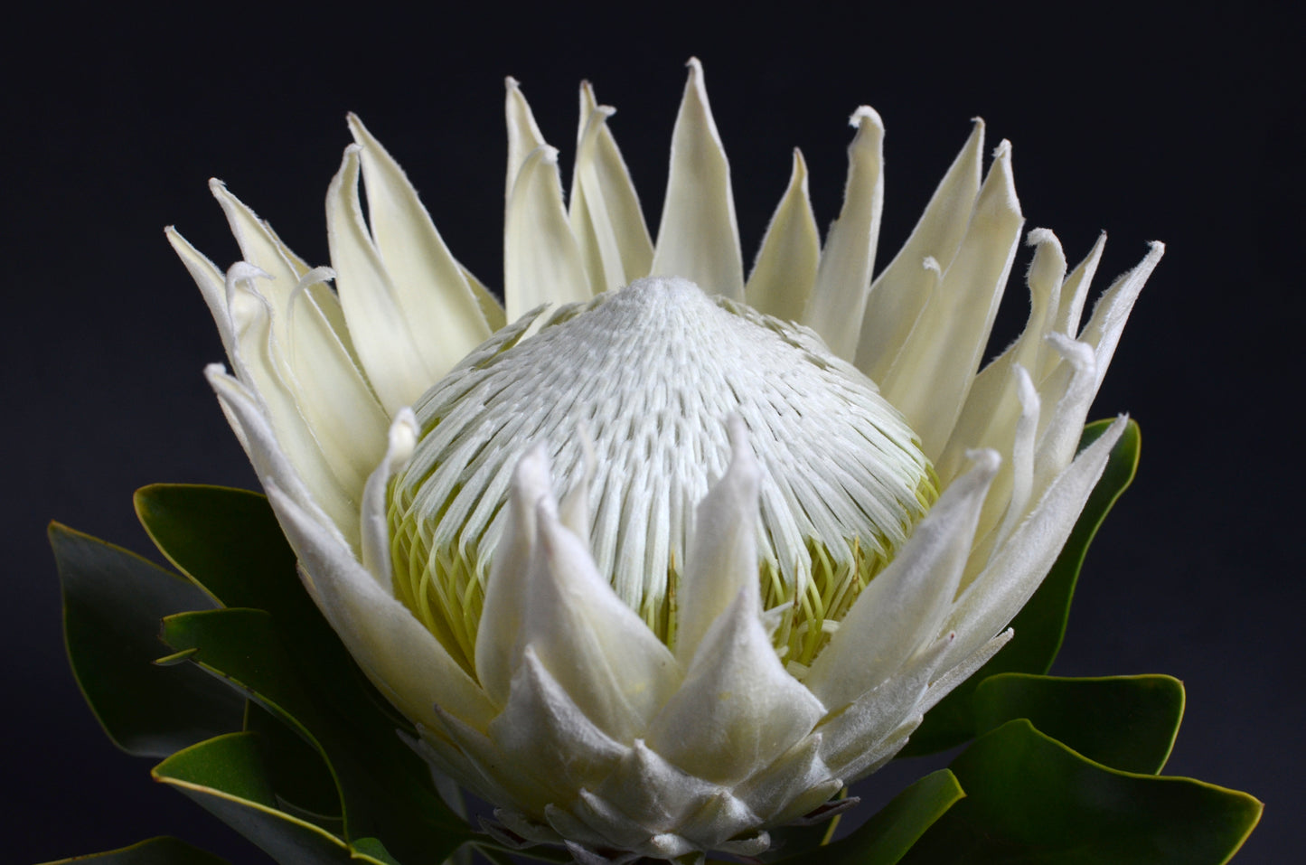 Potted Plant 100mm- King White