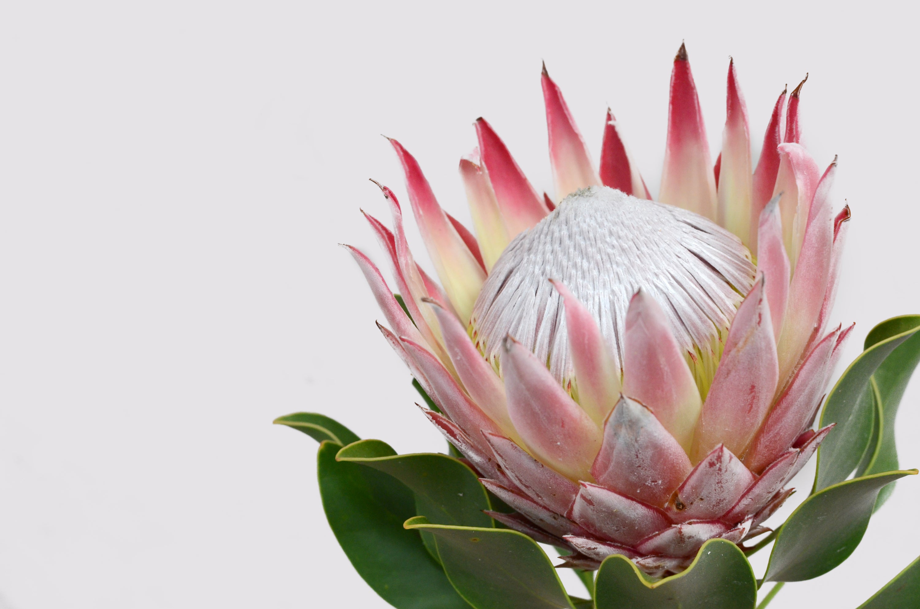 How To Grow Proteas In A Pot Protea King