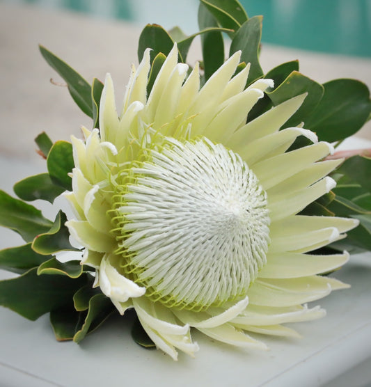 Single Stem- King White