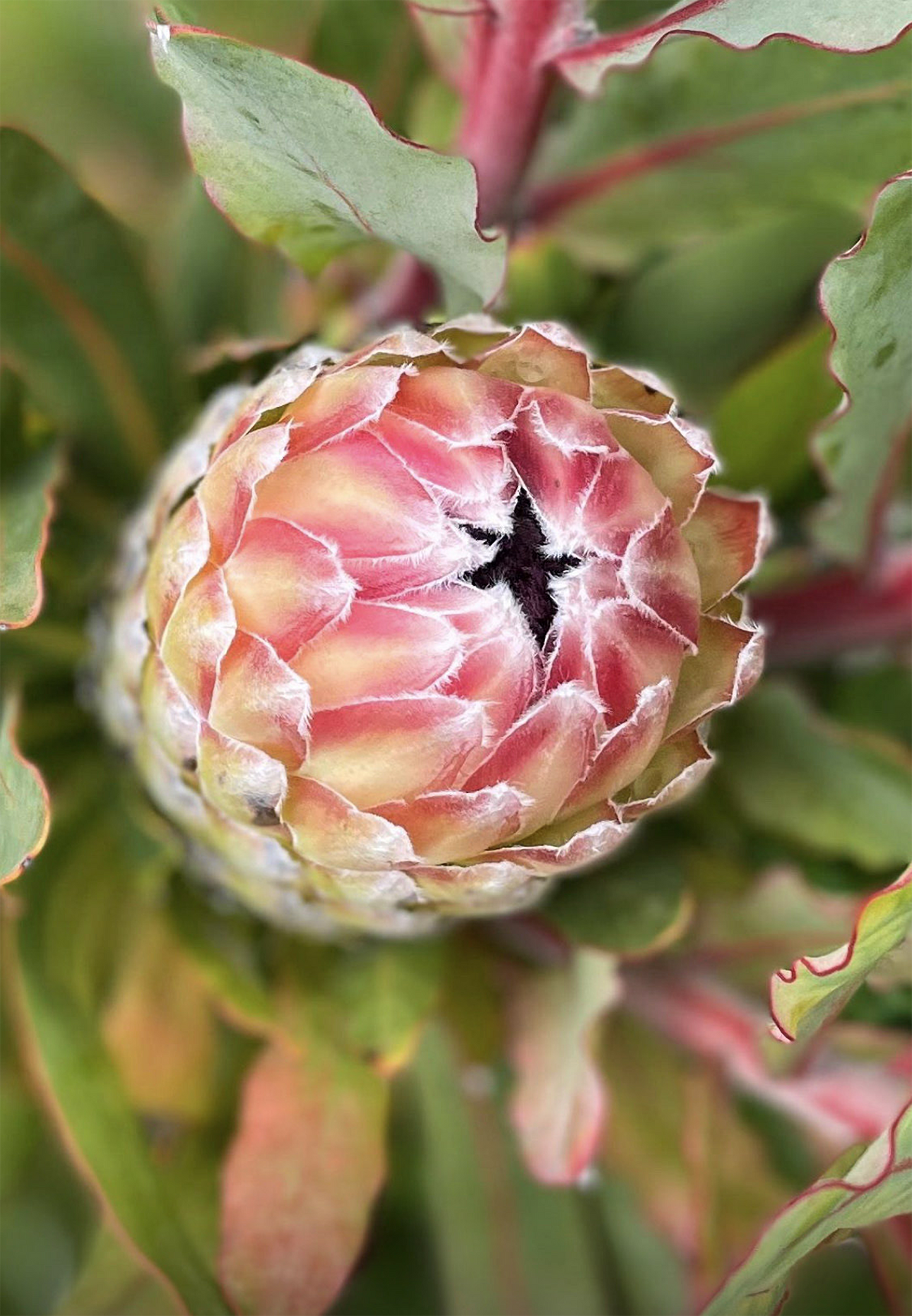 Australia Passion Protea