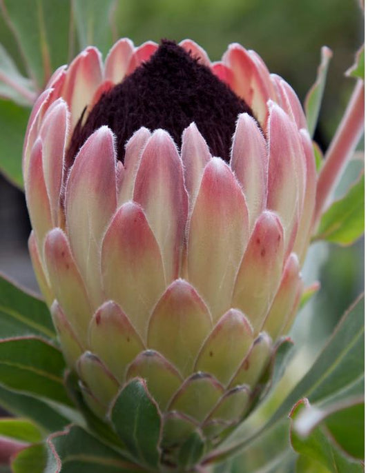 Australia Passion Protea