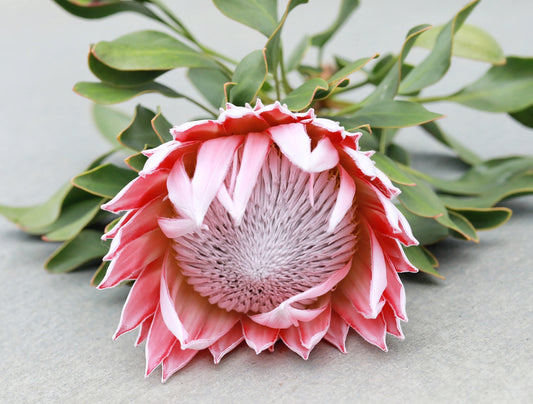 Single Stem- King Pink